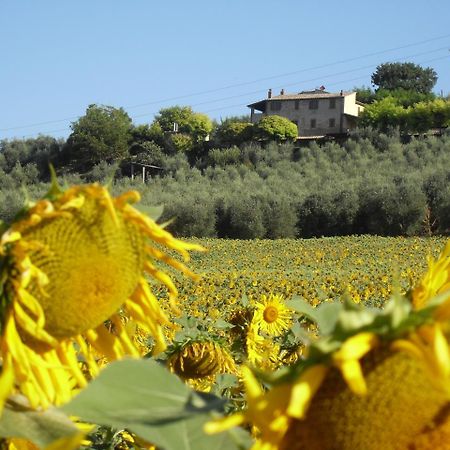 Agriturismo Oliveto Di Geltrude Contessa Amelia Zewnętrze zdjęcie